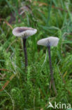 Paarsharttrechtertje (Rickenella swartzii)