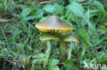 Parrot Waxcap (Hygrocybe psittacina)