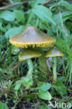 Parrot Waxcap (Hygrocybe psittacina)