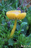 Parrot Waxcap (Hygrocybe psittacina)