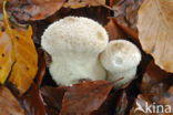 Common puffball (Lycoperdon perlatum)