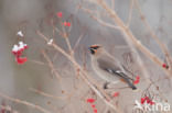 Bohemian Waxwing (Bombycilla garrulus)