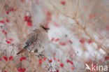 Bohemian Waxwing (Bombycilla garrulus)