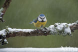 Blue Tit (Parus caeruleus)