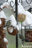 Blue Tit (Parus caeruleus)