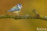 Blue Tit (Parus caeruleus)