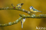 Blue Tit (Parus caeruleus)