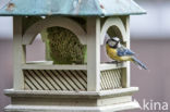 Blue Tit (Parus caeruleus)