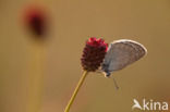 Pimpernelblauwtje (Maculinea teleius)