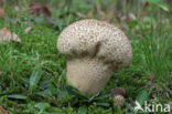 Plooivoetstuifzwam (Calvatia excipuliformis)