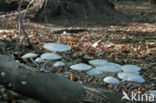 Porcelain fungus (Oudemansiella mucida)