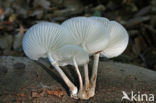 Porcelain fungus (Oudemansiella mucida)