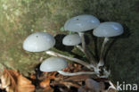 Porcelain fungus (Oudemansiella mucida)