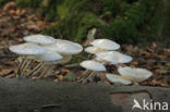 Porcelain fungus (Oudemansiella mucida)