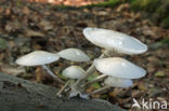 Porcelain fungus (Oudemansiella mucida)