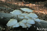 Porcelain fungus (Oudemansiella mucida)