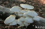 Porcelain fungus (Oudemansiella mucida)