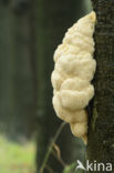 Bearded tooth (Hericium erinaceus)