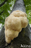 Bearded tooth (Hericium erinaceus)