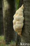 Bearded tooth (Hericium erinaceus)