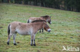 Przewalskipaard (Equus przewalskii)