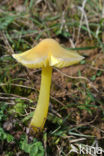 Puntmutswasplaat (Hygrocybe acutoconica) 