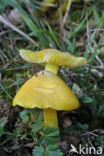 Puntmutswasplaat (Hygrocybe acutoconica) 