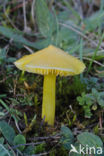 Puntmutswasplaat (Hygrocybe acutoconica) 