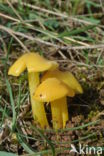 Persistent Waxcap (Hygrocybe acutoconica)