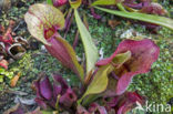 purple pitcherplant (Sarracenia purpurea)