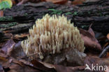 Upright coral (Ramaria stricta)