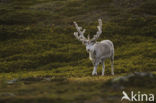 Rendier (Rangifer tarandus)