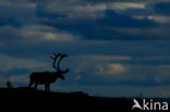 Rendier (Rangifer tarandus)