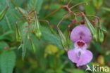 Indian Balsam (Impatiens glandulifera)