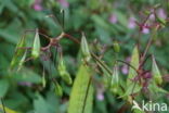 Indian Balsam (Impatiens glandulifera)