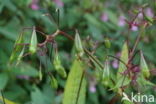 Reuzenbalsemien (Impatiens glandulifera)