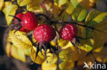 Rimpelroos (Rosa rugosa)