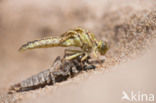 Yellow-legged Dragonfly (Gomphus flavipes)