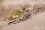Yellow-legged Dragonfly (Gomphus flavipes)