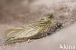 Yellow-legged Dragonfly (Gomphus flavipes)