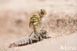 Yellow-legged Dragonfly (Gomphus flavipes)