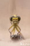 Yellow-legged Dragonfly (Gomphus flavipes)