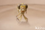 Yellow-legged Dragonfly (Gomphus flavipes)