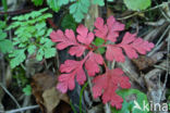 Robertskruid (Geranium robertianum)