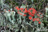 Rode heidelucifer (Cladonia floerkeana)