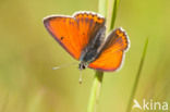 Purple-edged Copper (Lycaena hippothoe)