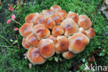 Cinnamon Cap (Psilocybe sublateritia)