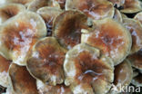 Cinnamon Cap (Psilocybe sublateritia)