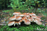 Cinnamon Cap (Psilocybe sublateritia)