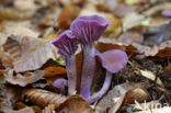 Amethyst Deceiver (Laccaria amethystina)